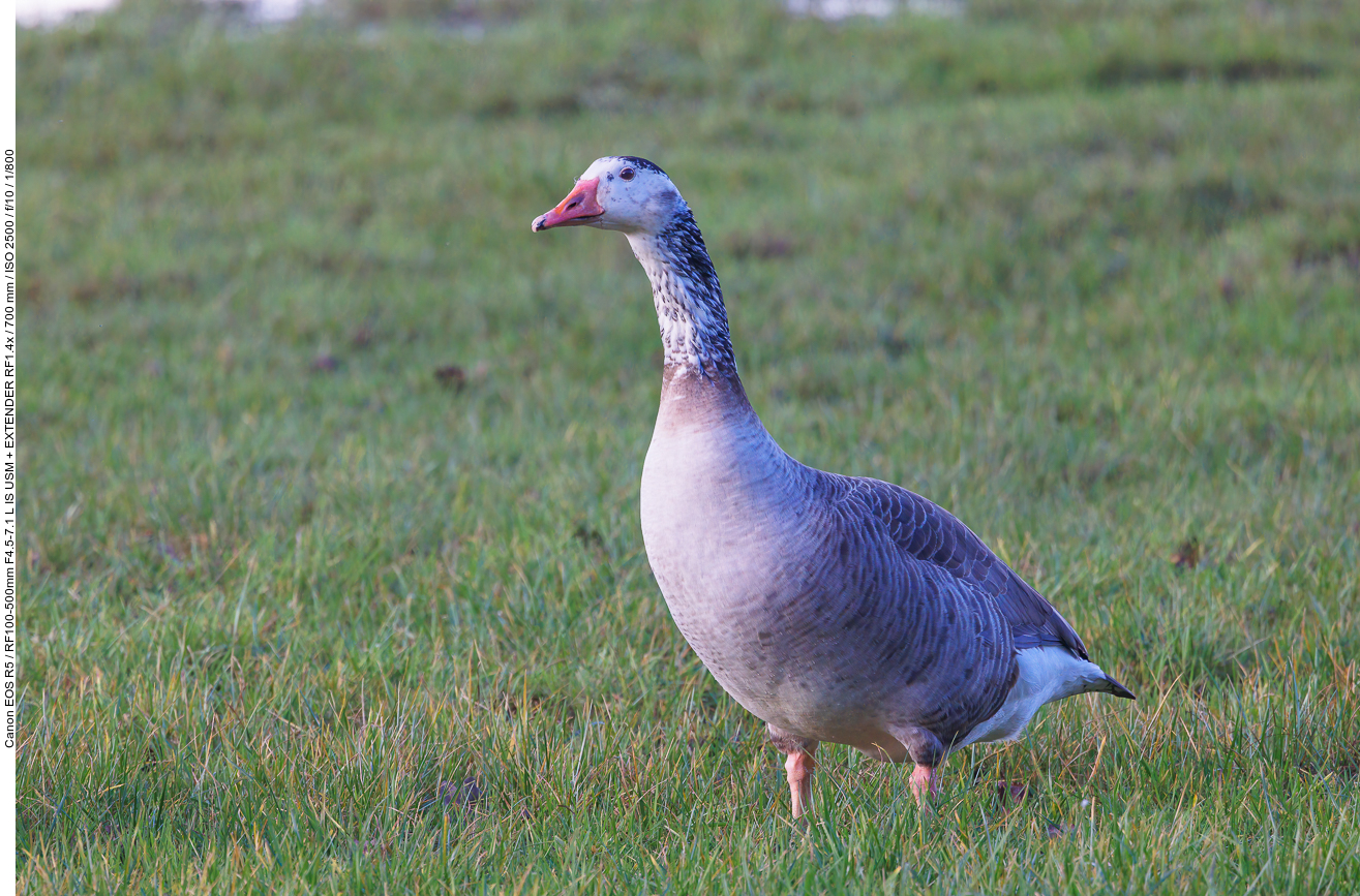 Graugans Hybrid