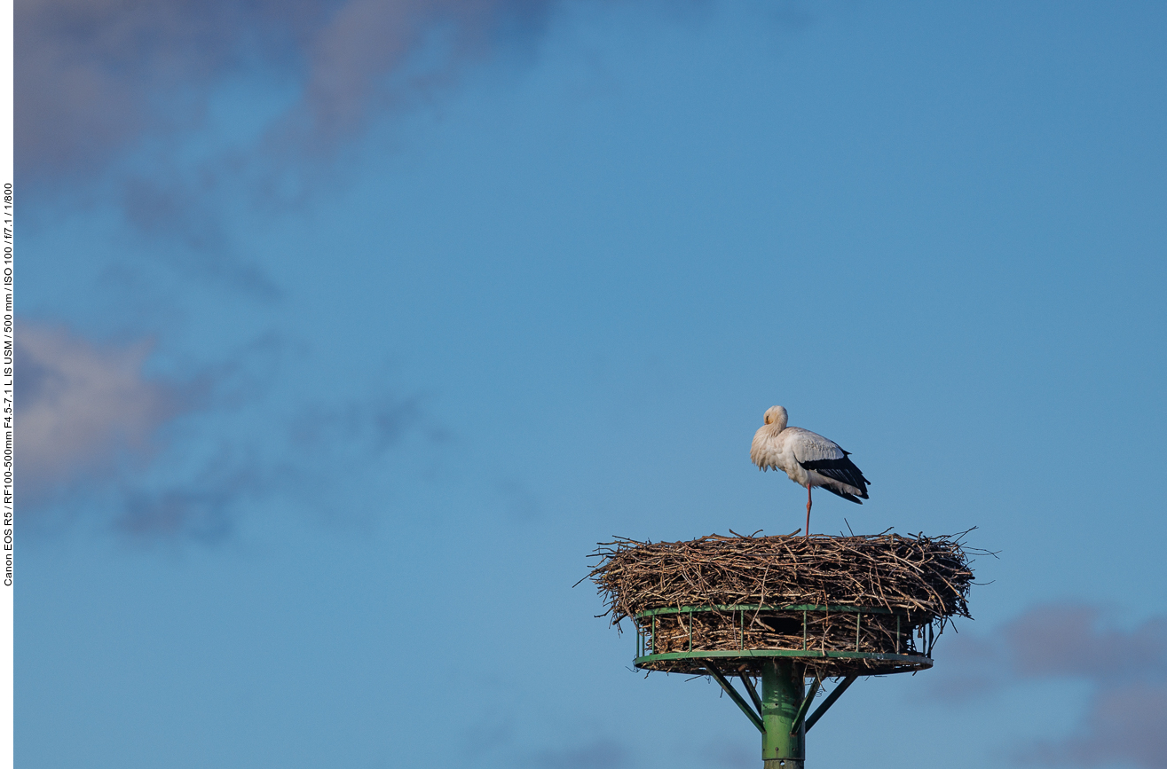 Weißstorch auf Nest Nr. 1