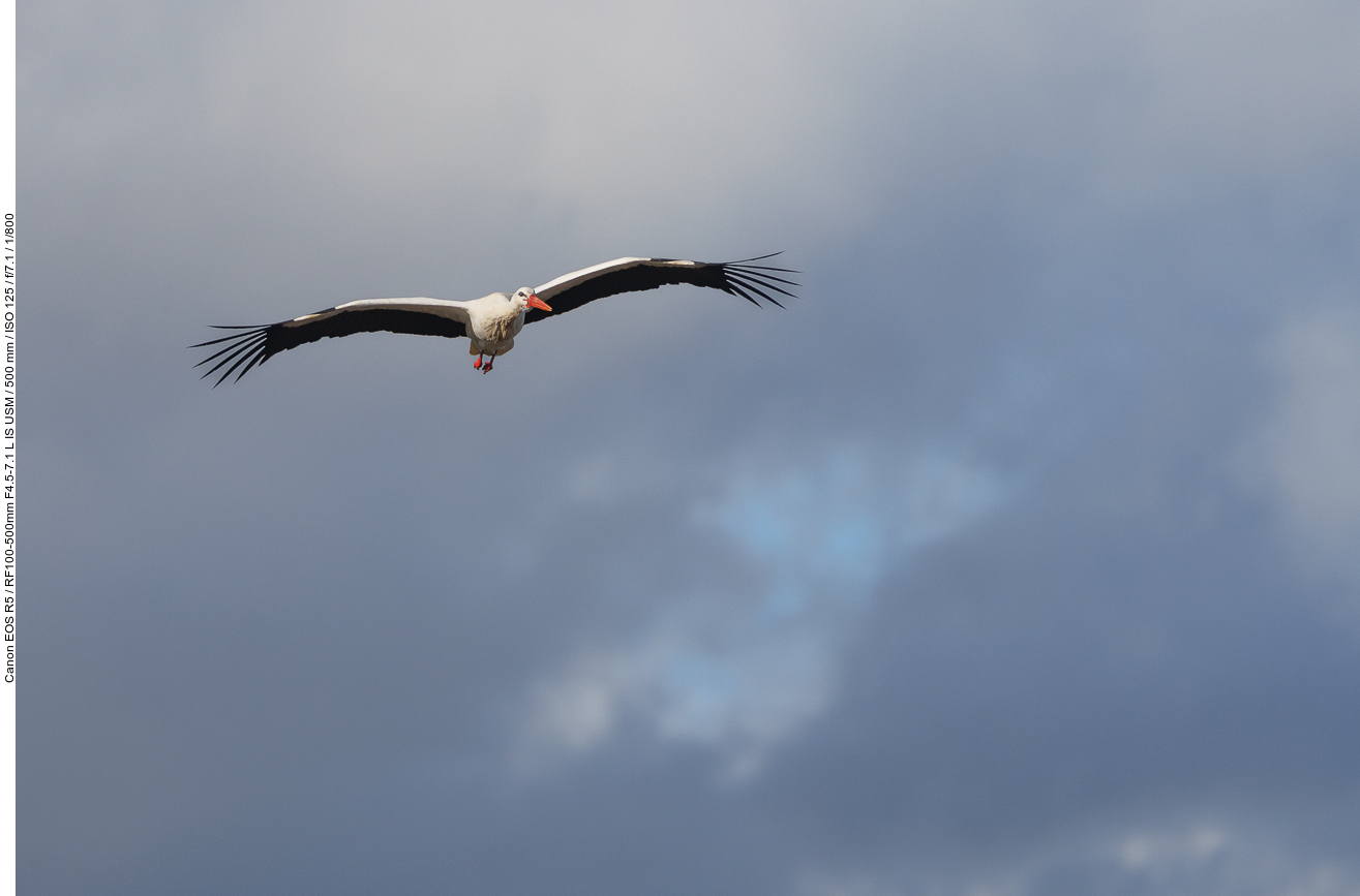 Storch im Überflug