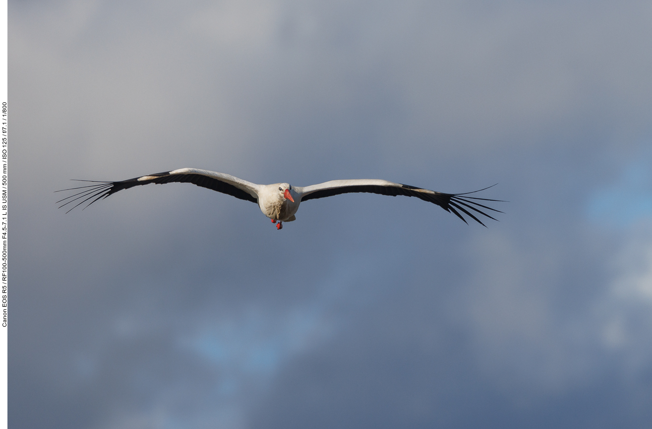 Storch im Überflug