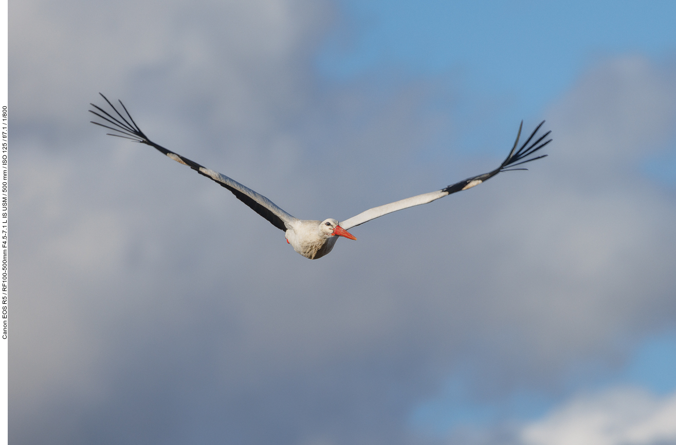 Storch im Überflug