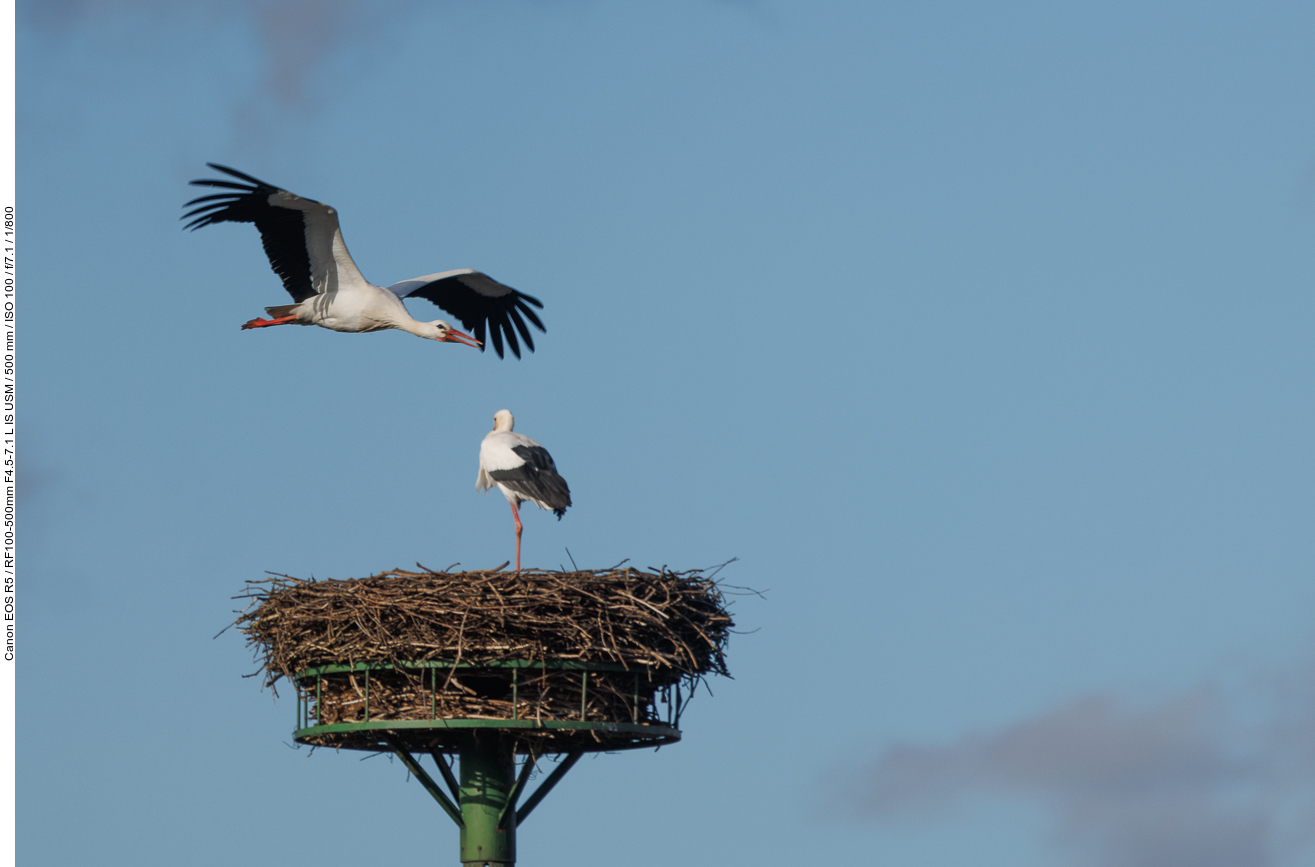 Fremder Storch über Nest Nr. 1