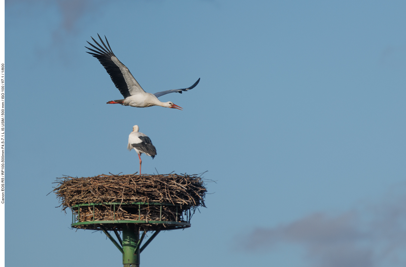 Fremder Storch über Nest Nr. 1