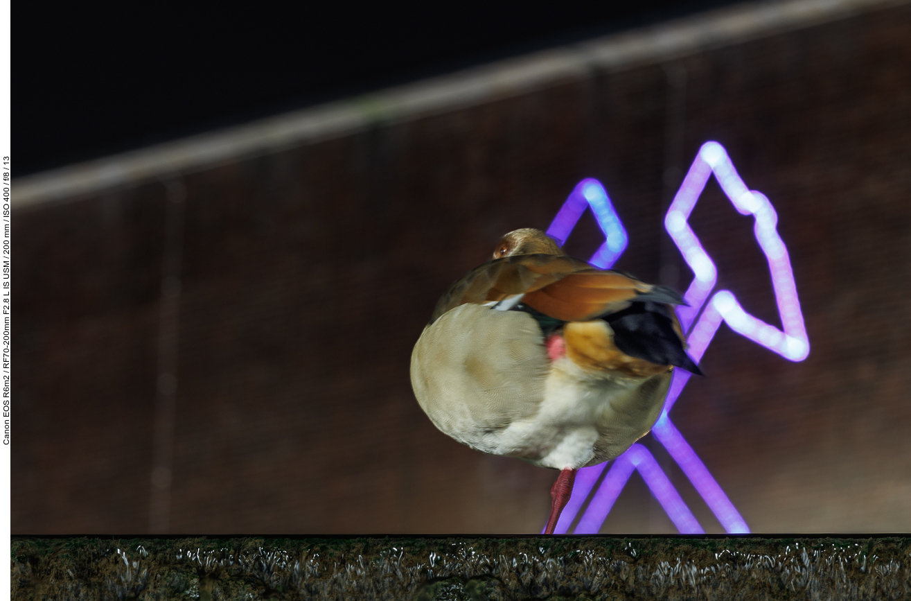 Ein Vogel muss natürlich auch dabei sein ;-)