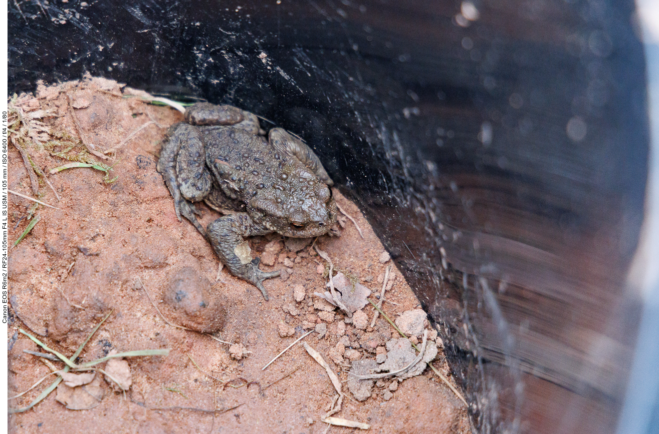 Eine männliche Erdkröte in der "Eimerfalle" am Krötenzaun