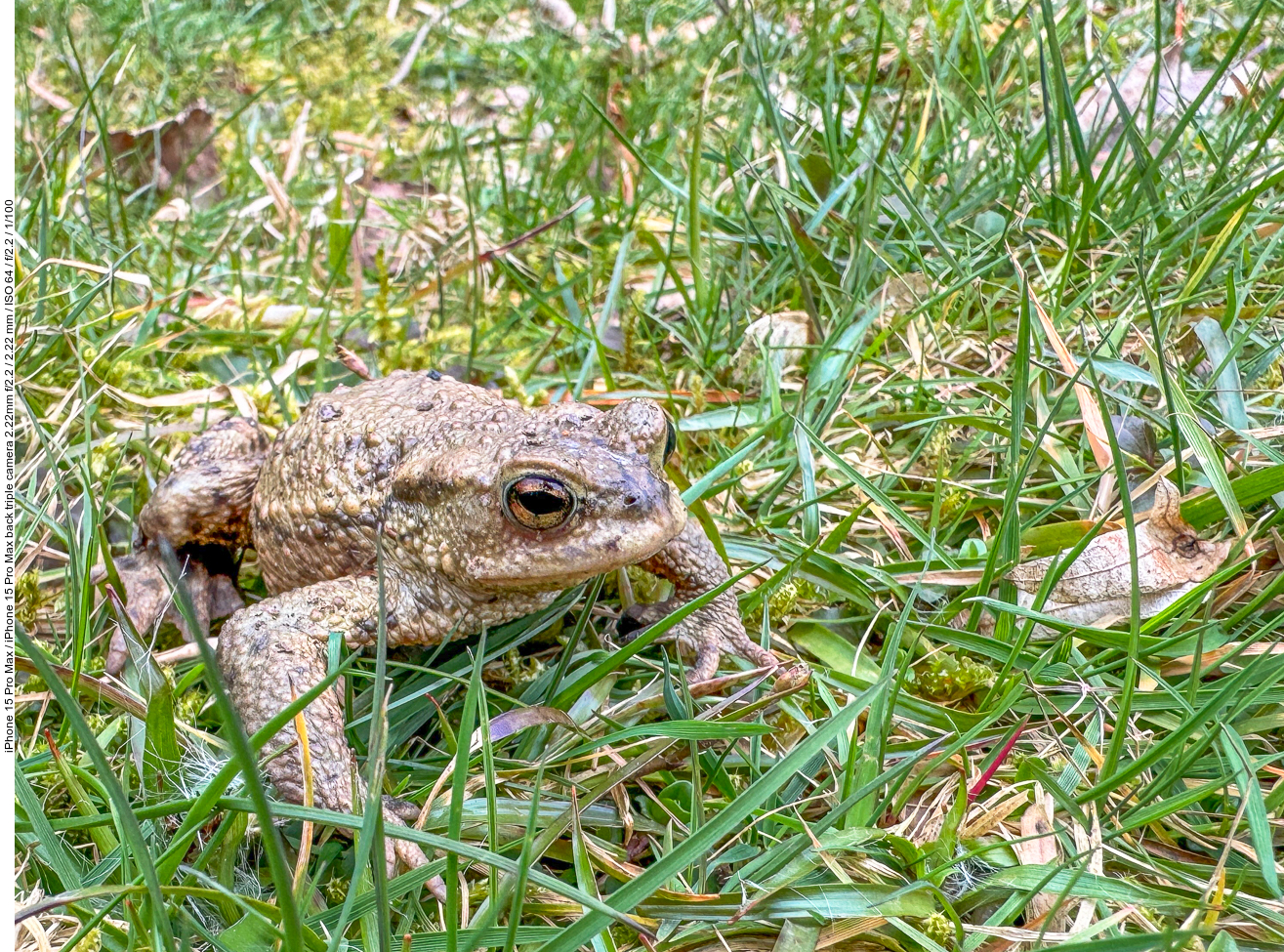 Im Gras am Seeufer