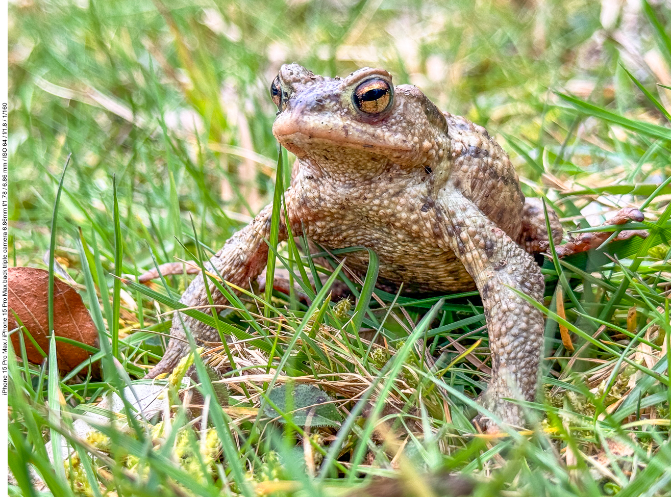 Auf der Suche nach den Weibchen