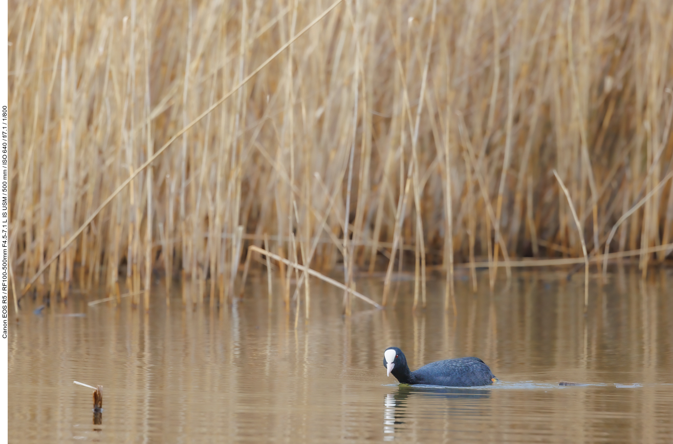 Blässhuhn [Fulica atra]