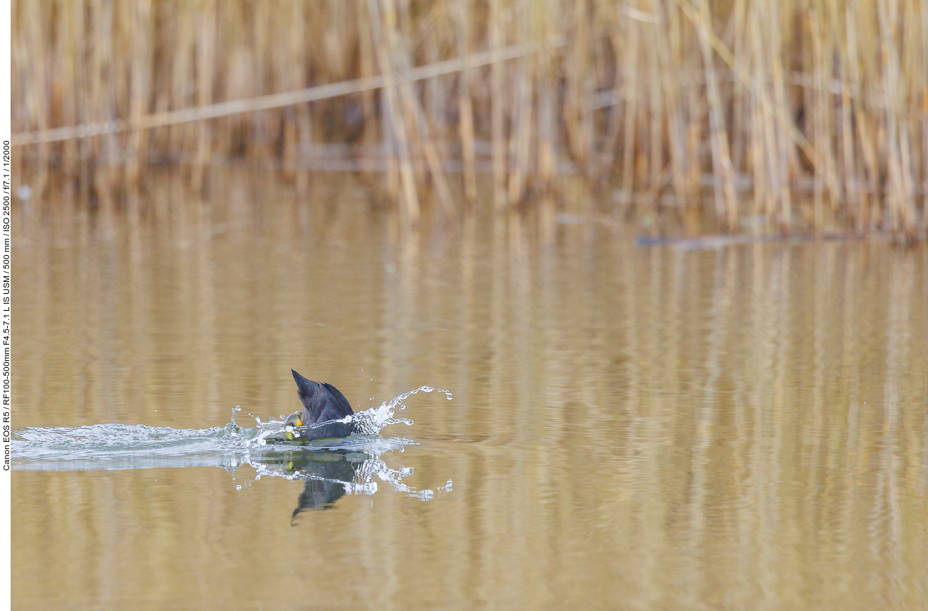 ... in das Wasser hinein ...