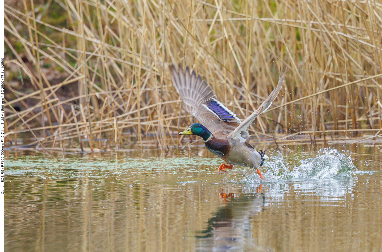 Stockente [Anas platyrhynchos] beim Start