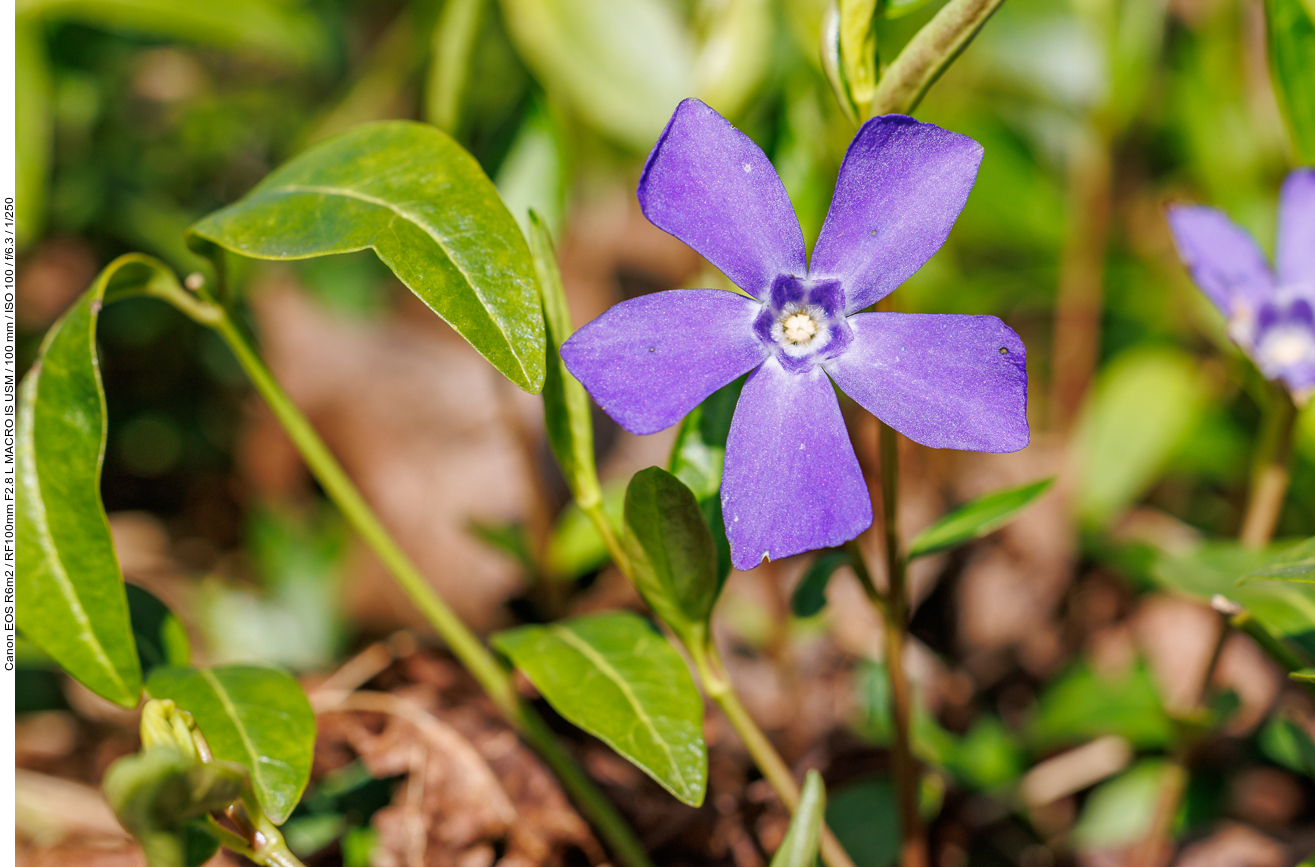 Kleines Immergrün [Vinca minor]