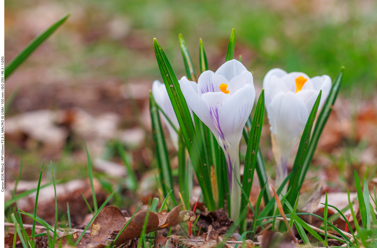 Frühlings-Krokus [Crocus vernus]