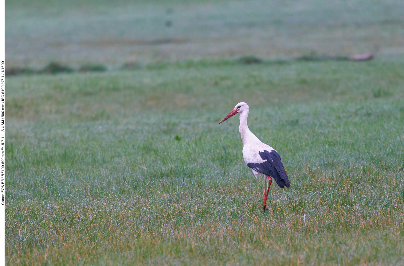 Weißstorch [Ciconia ciconia]