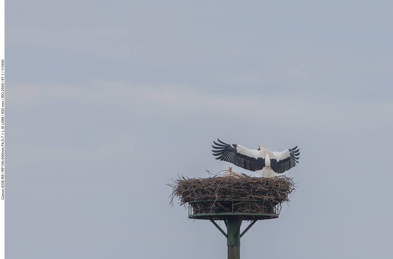 Anflug ans Nest Nr. 1