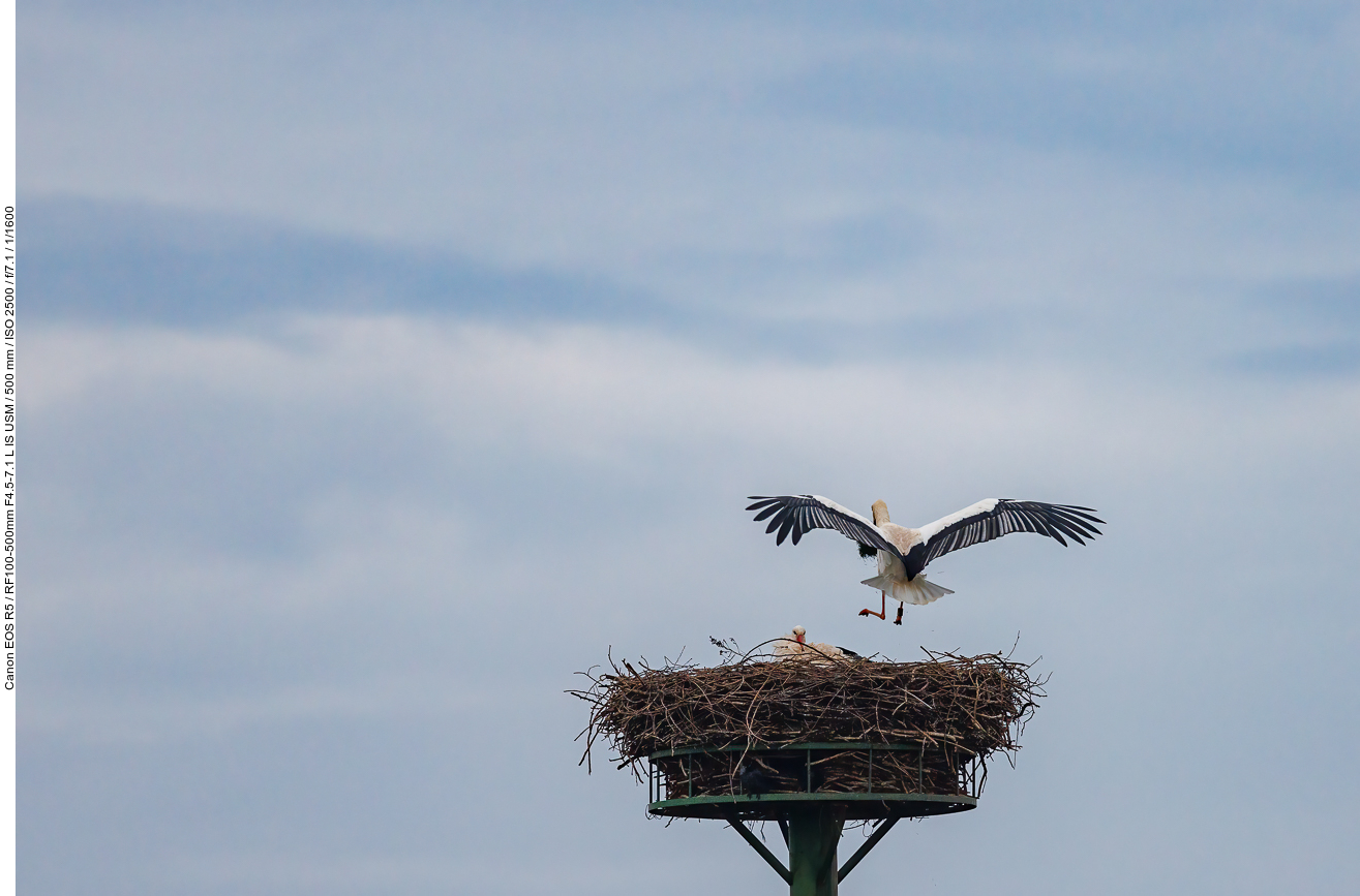 Anflug ans Nest Nr. 1