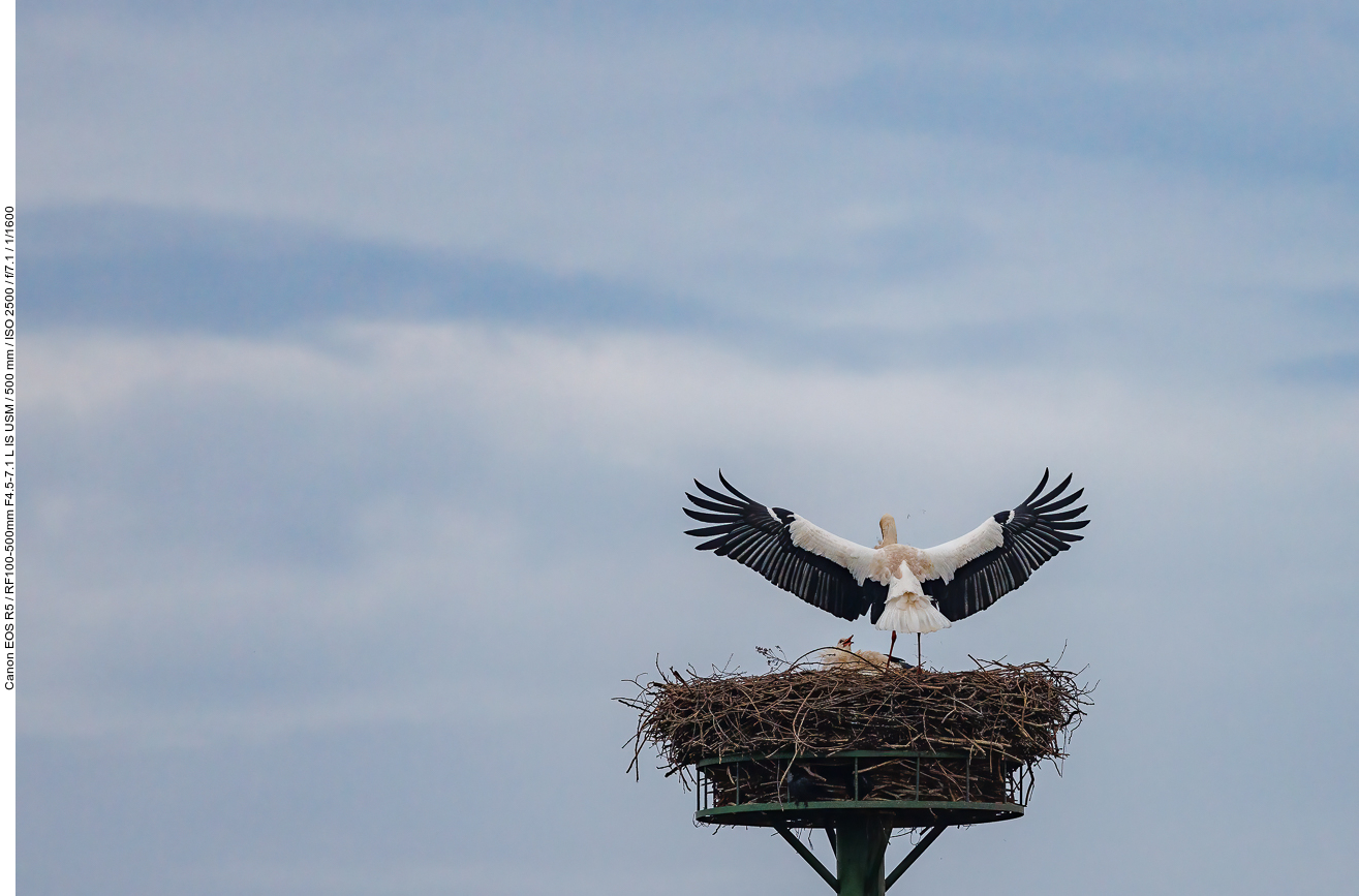 Anflug ans Nest Nr. 1