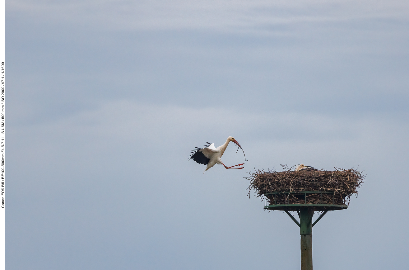 Anflug ans Nest Nr. 1