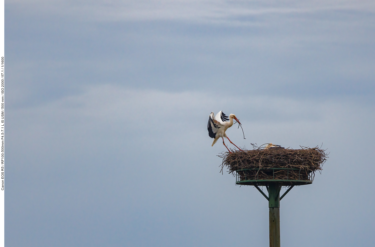 Anflug ans Nest Nr. 1