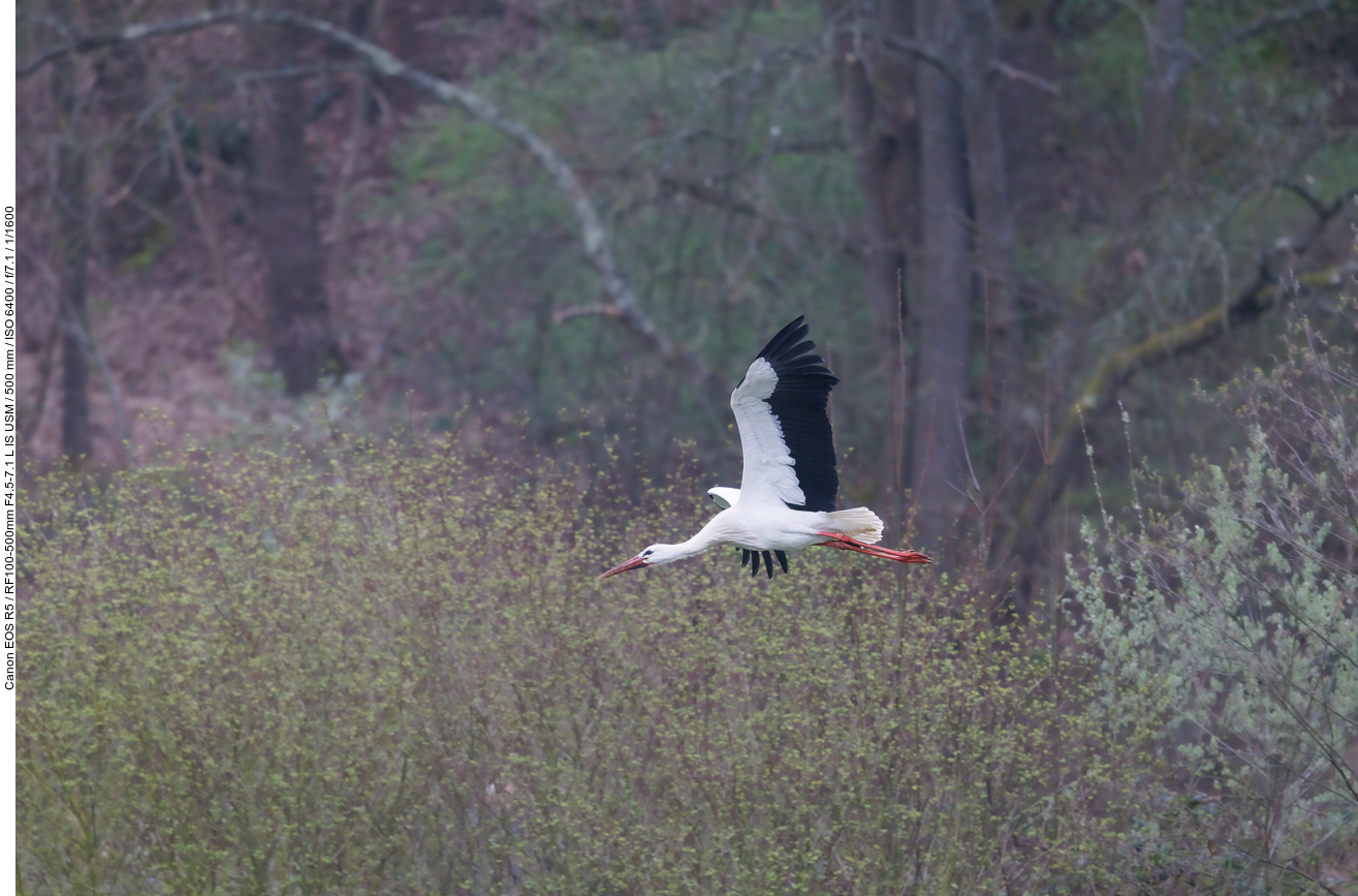 Storch im Flug