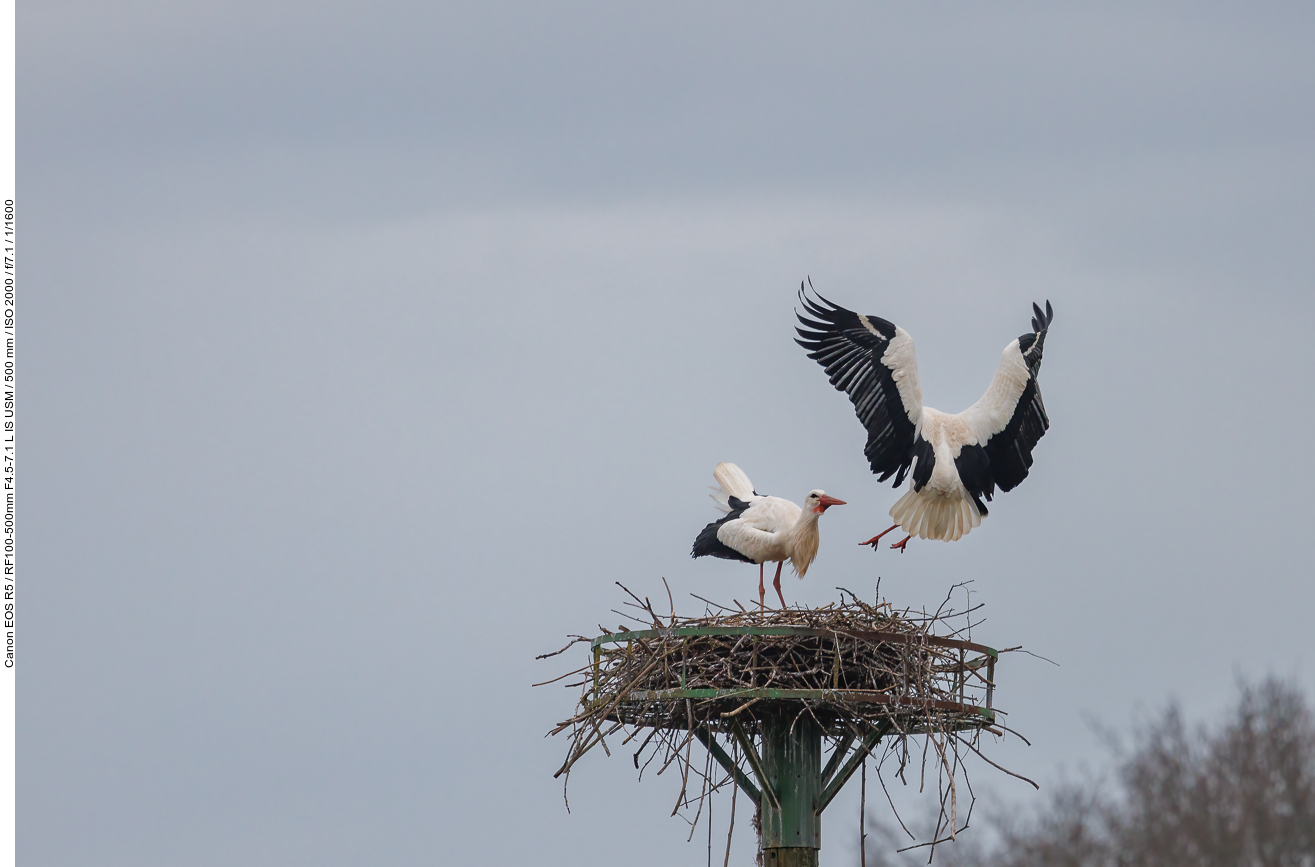 Das Nest Nr. 5 ist dieses Jahr zum ersten Mal besetzt