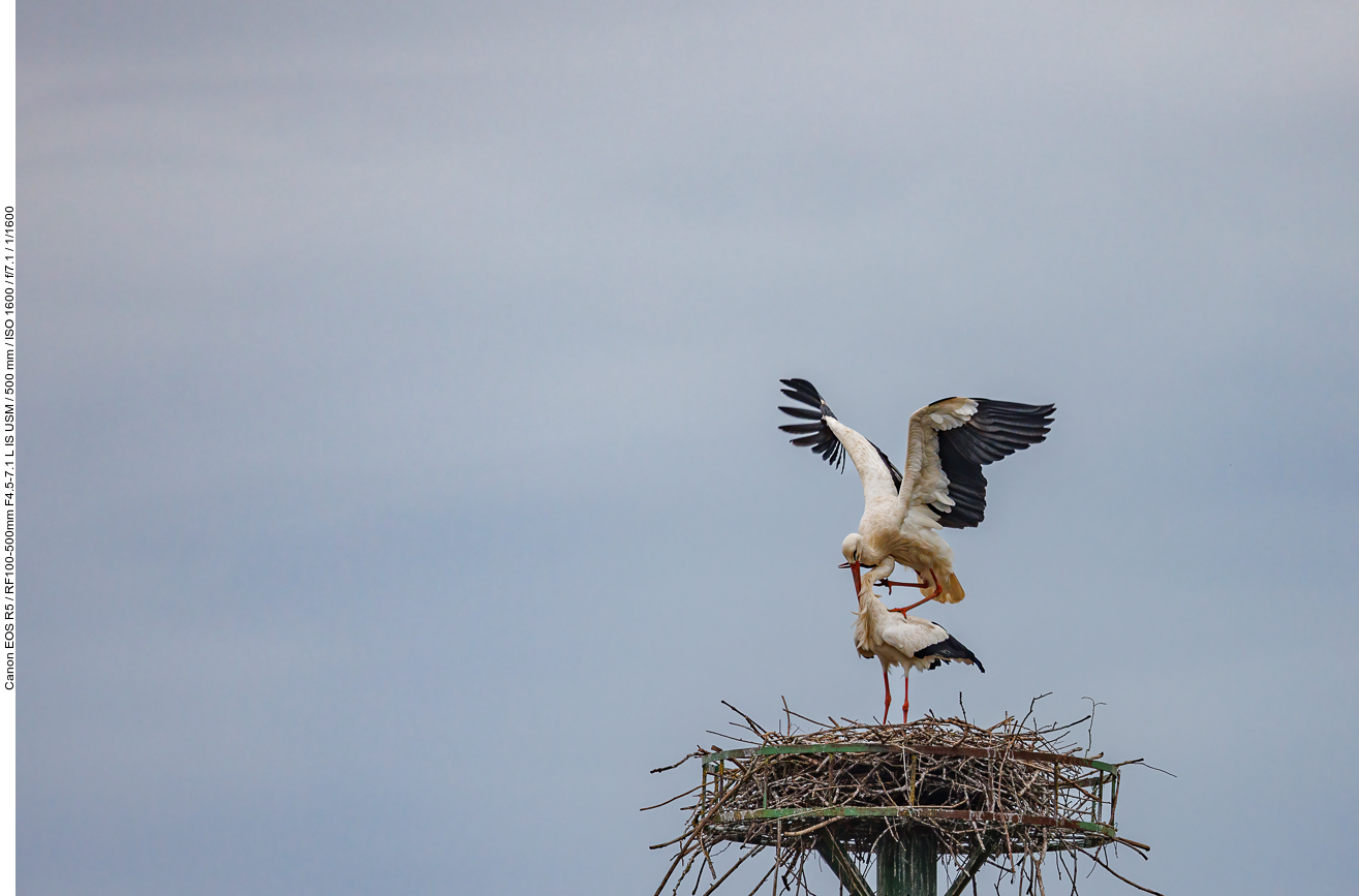 Begattung am Nest Nr. 5