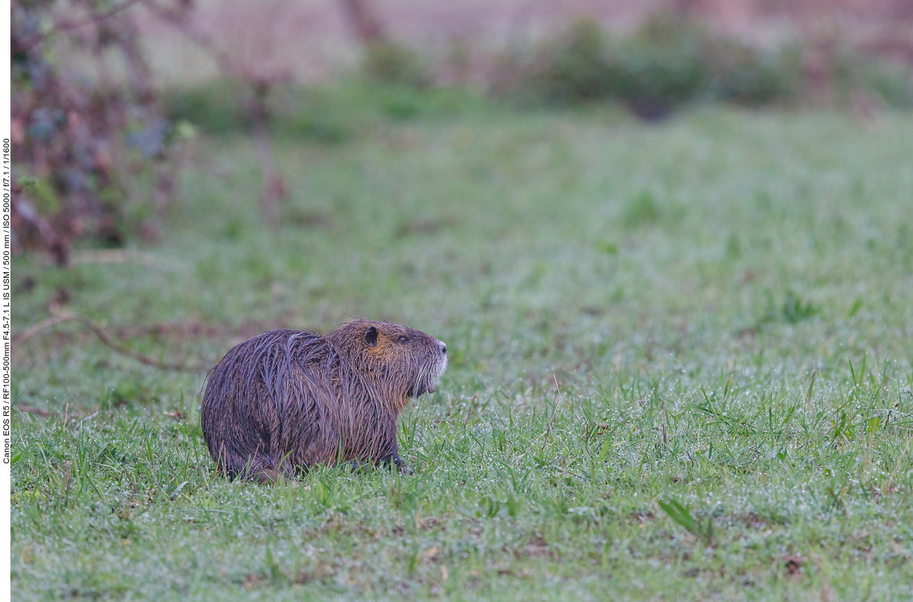 Zum Abschluss noch ein Nutria