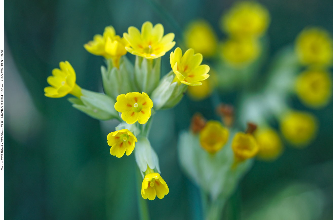 Echte Schlüsselblume [Primula veris]