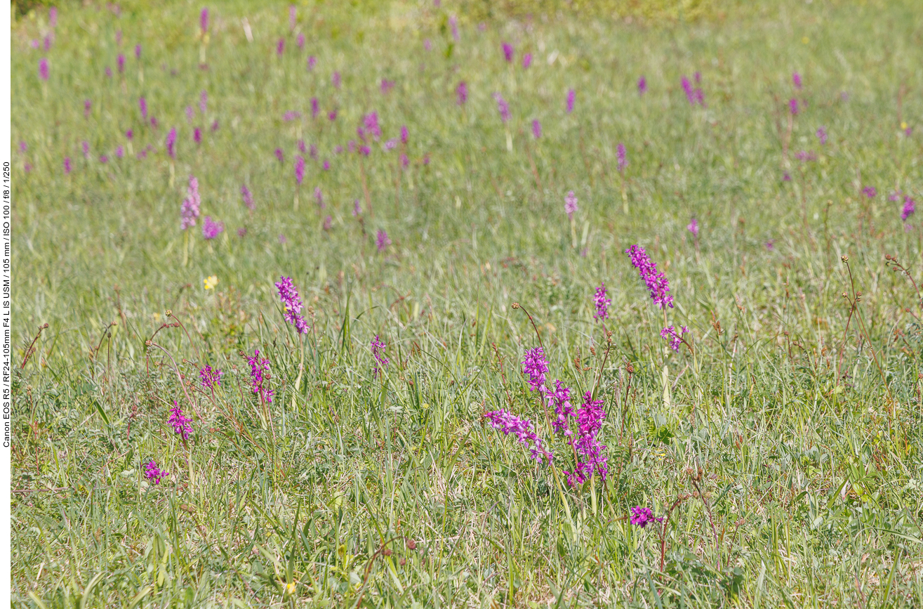 An der Orchideenwiese