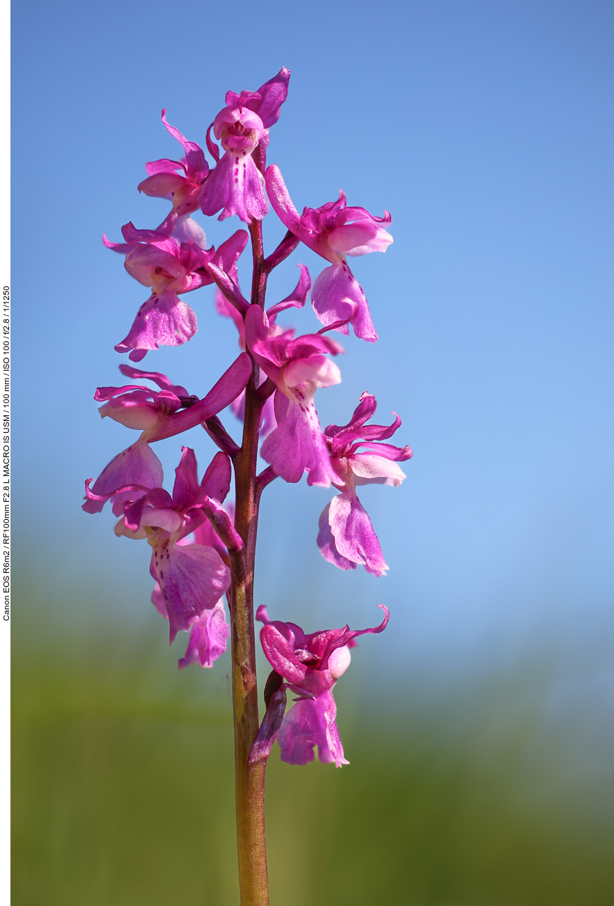 Sumpf-Knabenkraut [Anacamptis palustris]