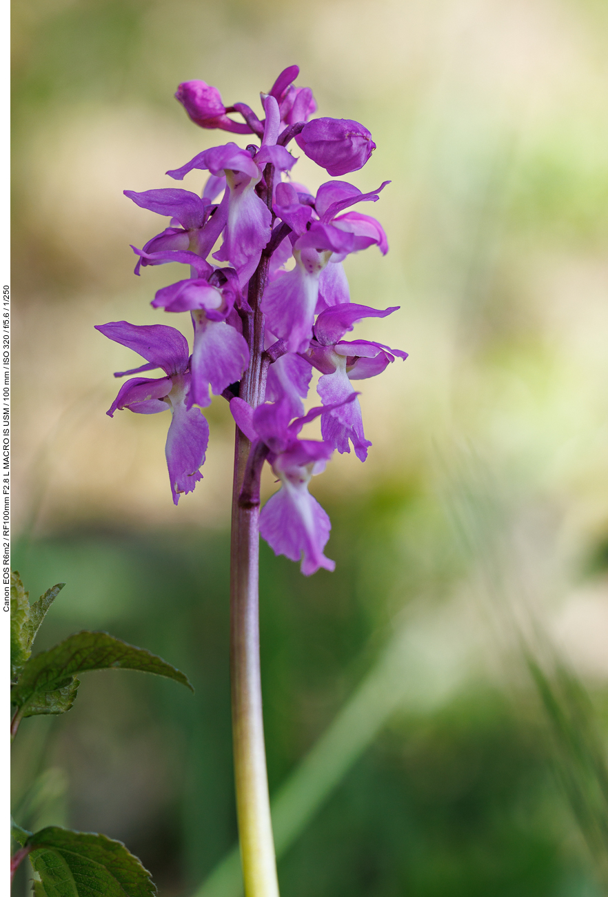 Kuckucks-Knabenkraut [Orchis mascula]