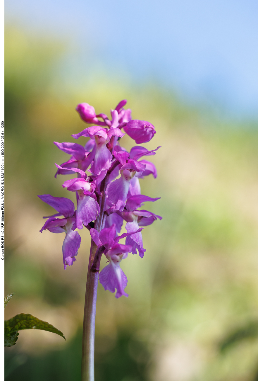 Kuckucks-Knabenkraut [Orchis mascula]