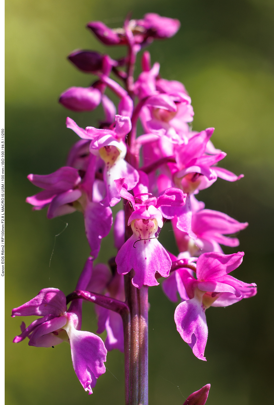 Kuckucks-Knabenkraut [Orchis mascula]