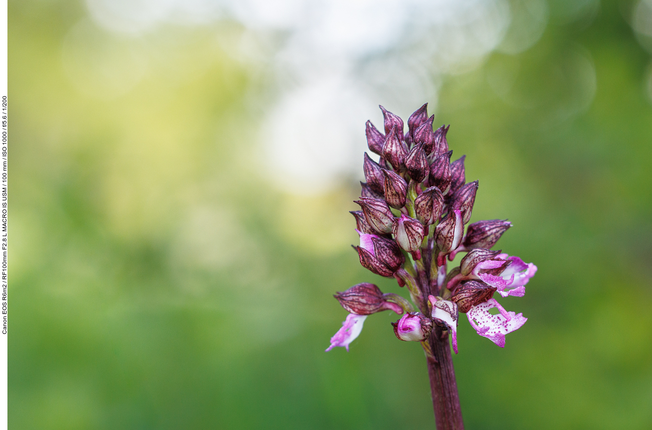 Purpur-Knabenkraut [Orchis purpurea]