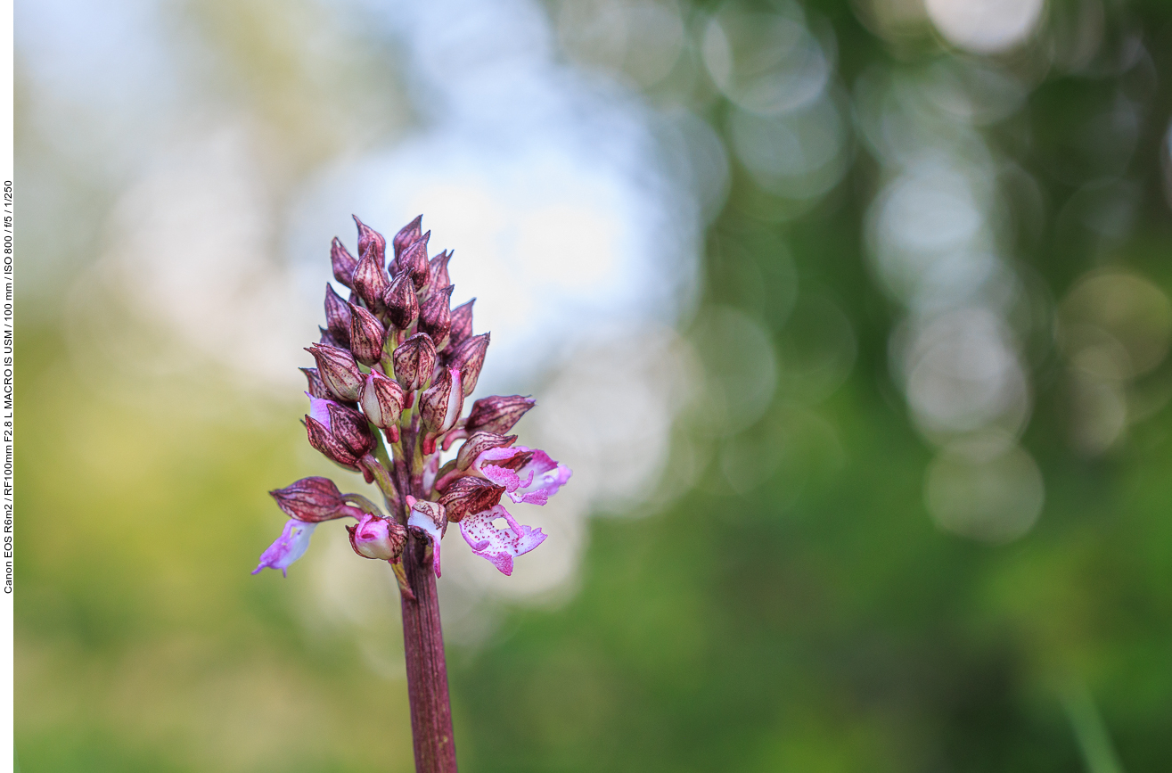 Purpur-Knabenkraut [Orchis purpurea]