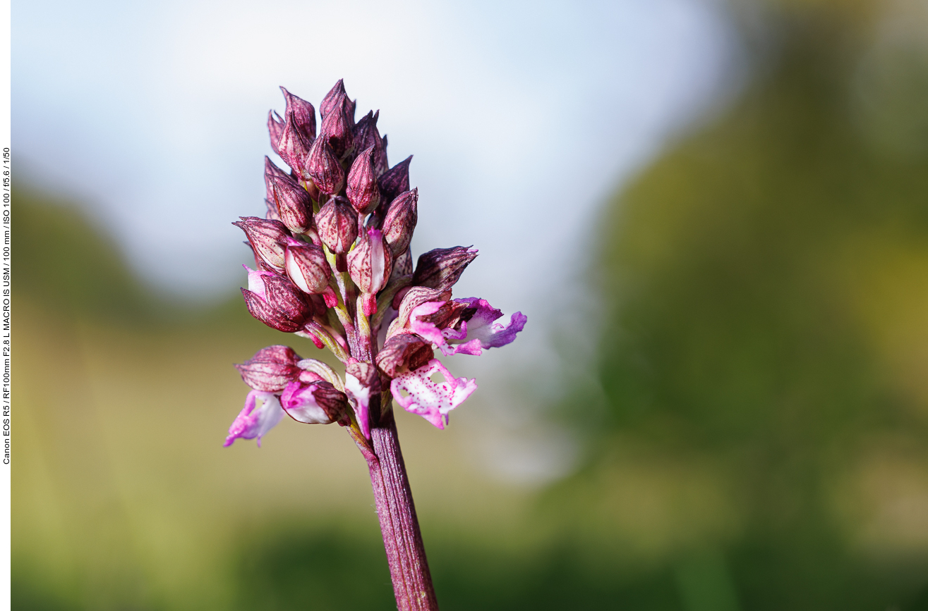 Purpur-Knabenkraut [Orchis purpurea]