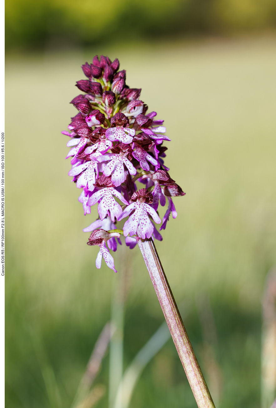 Purpur-Knabenkraut [Orchis purpurea]