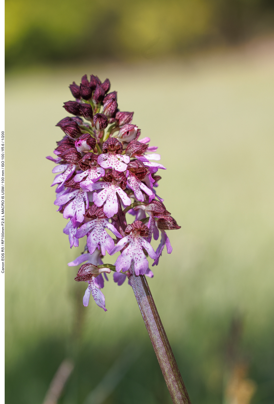 Purpur-Knabenkraut [Orchis purpurea]