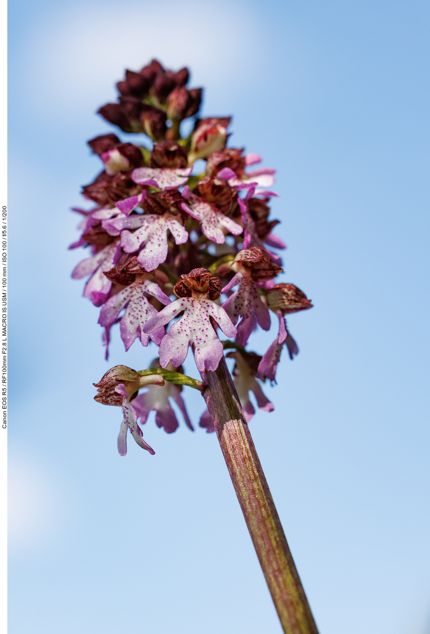Purpur-Knabenkraut [Orchis purpurea]