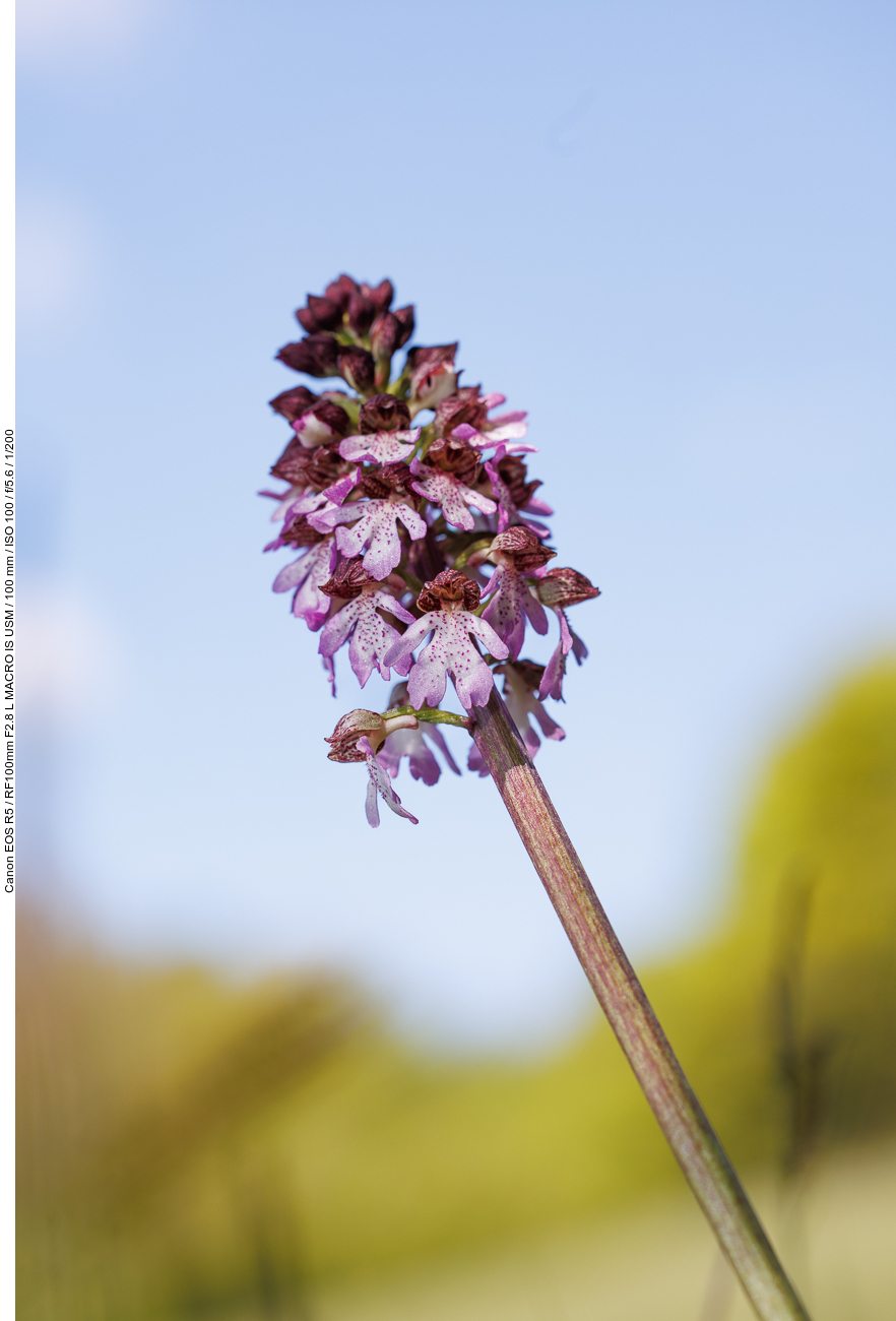 Purpur-Knabenkraut [Orchis purpurea]