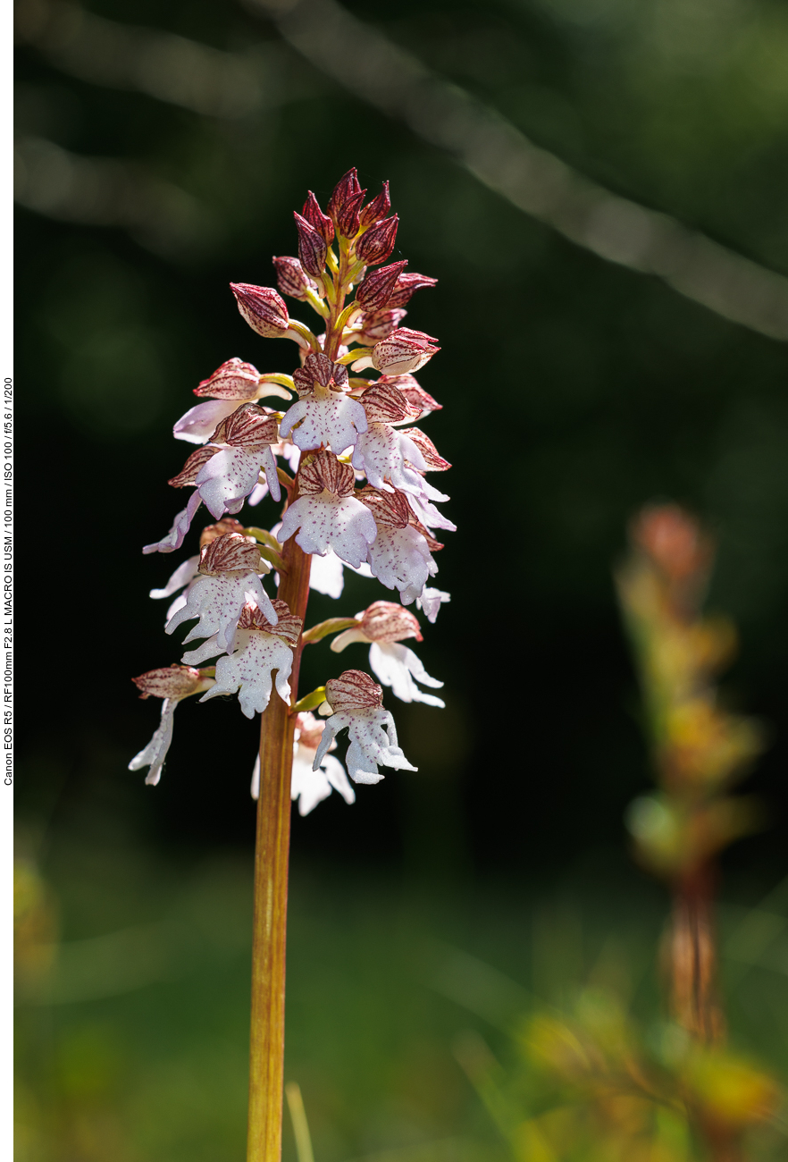 Purpur-Knabenkraut [Orchis purpurea]