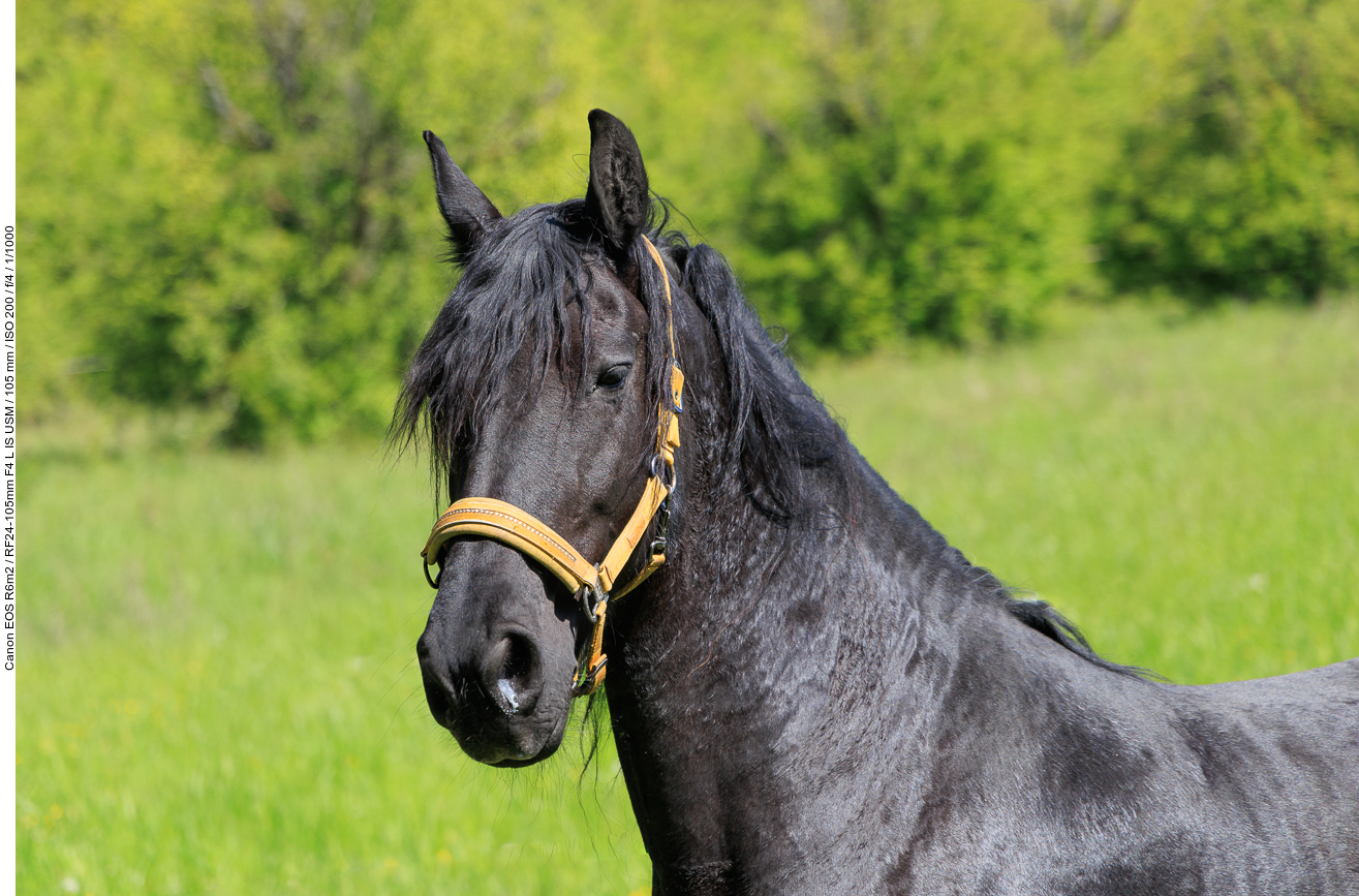 Pferd auf der Weide