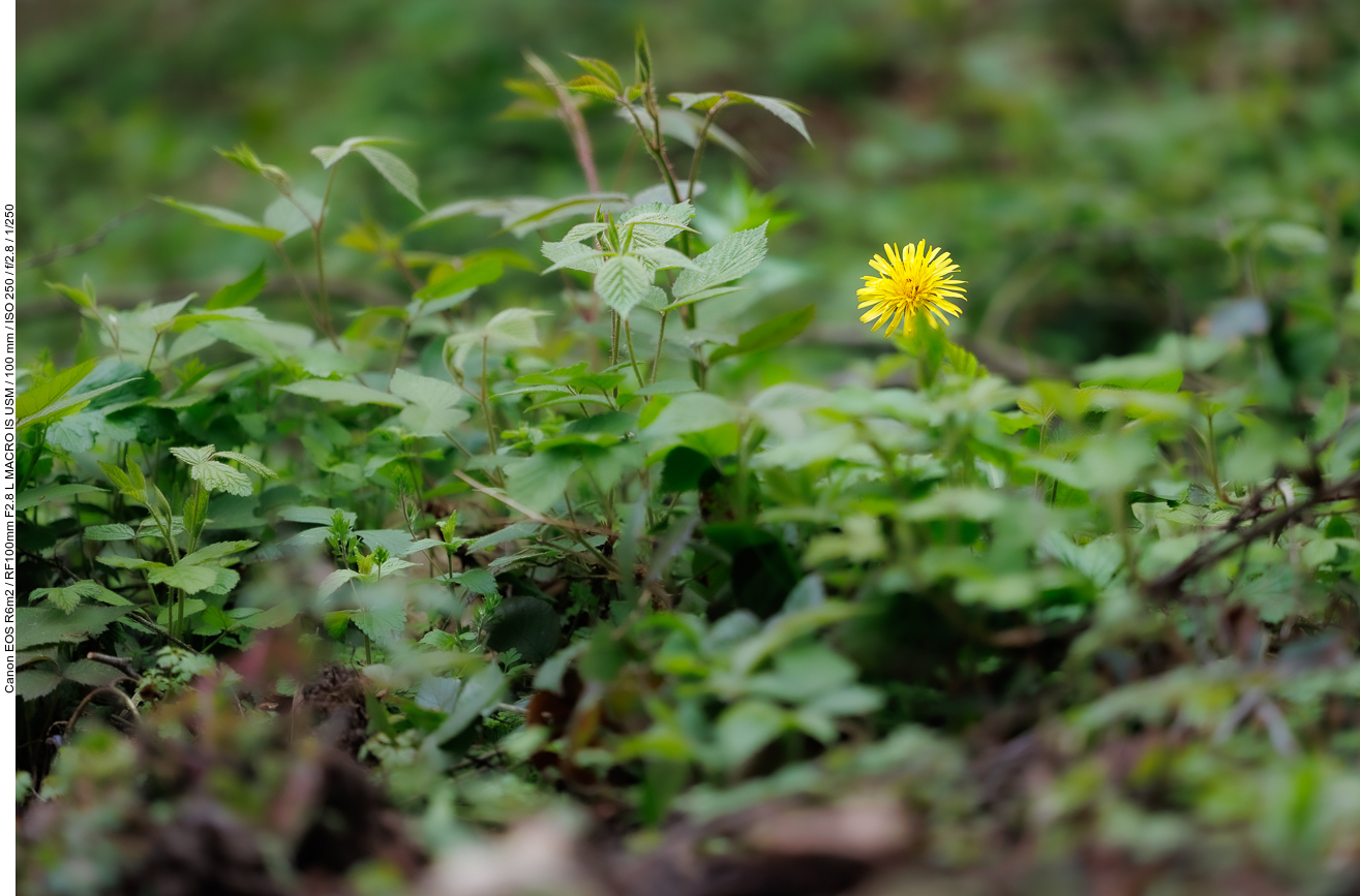 Löwenzahn [Taraxacum officinale]