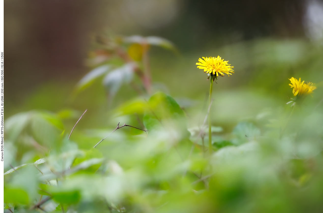 Löwenzahn [Taraxacum officinale]