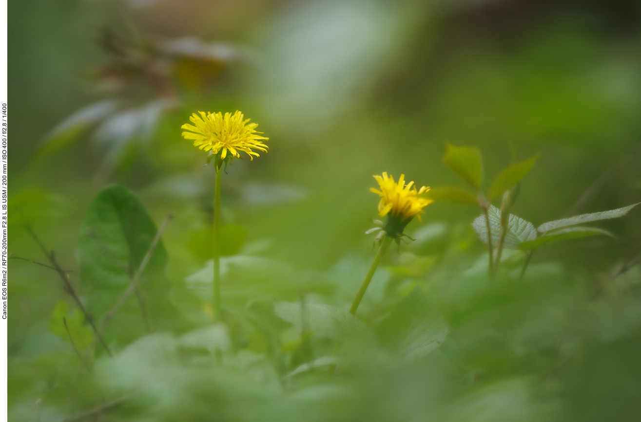 Löwenzahn [Taraxacum officinale]