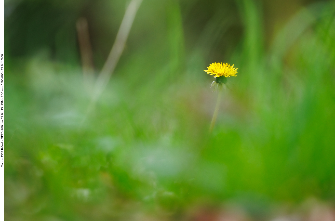 Löwenzahn [Taraxacum officinale]