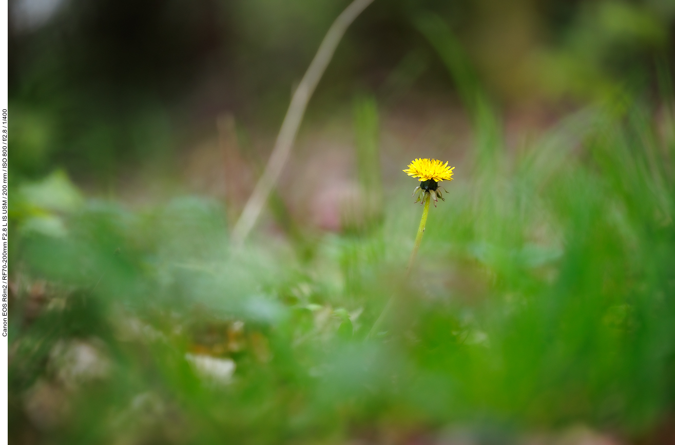 Löwenzahn [Taraxacum officinale]