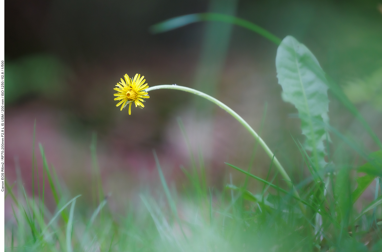 Löwenzahn [Taraxacum officinale]