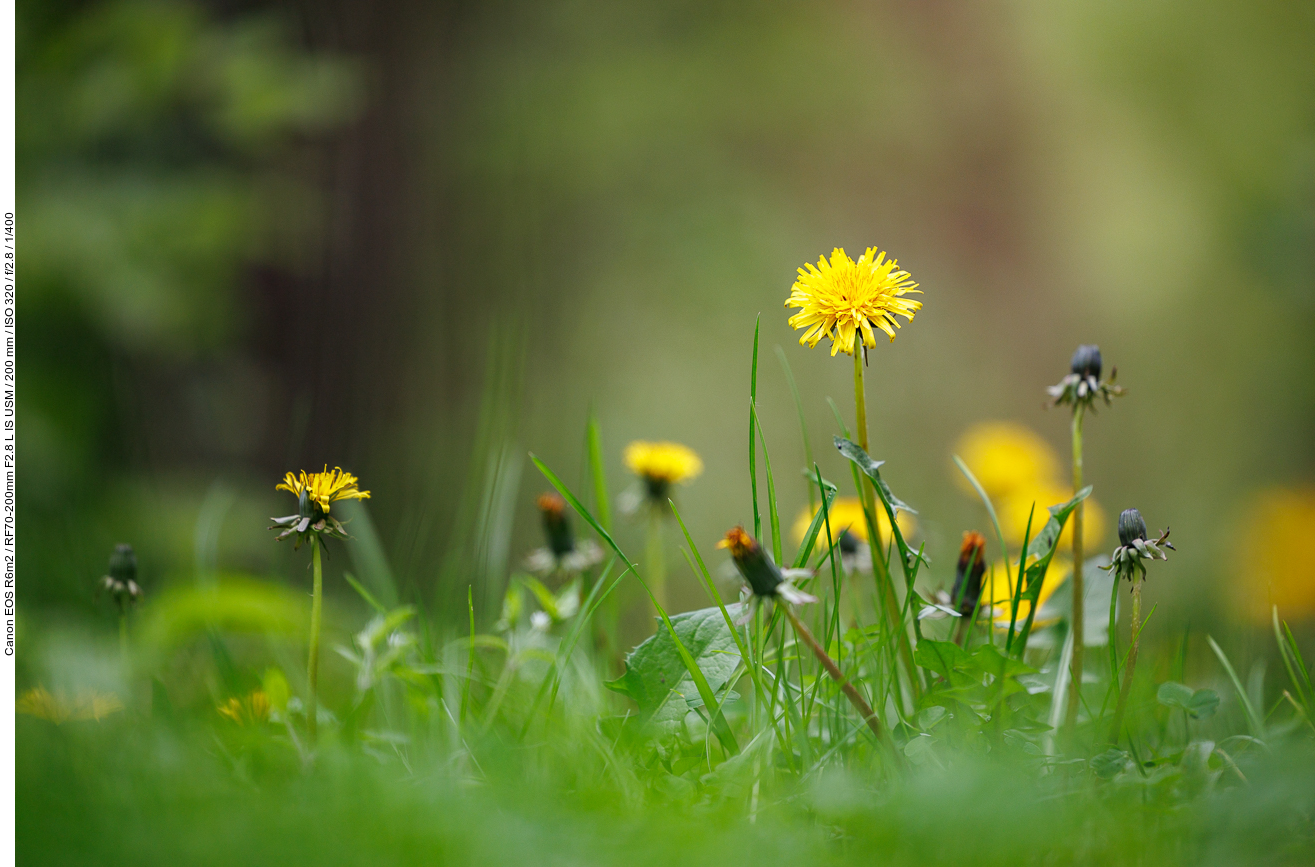 Löwenzahn [Taraxacum officinale]
