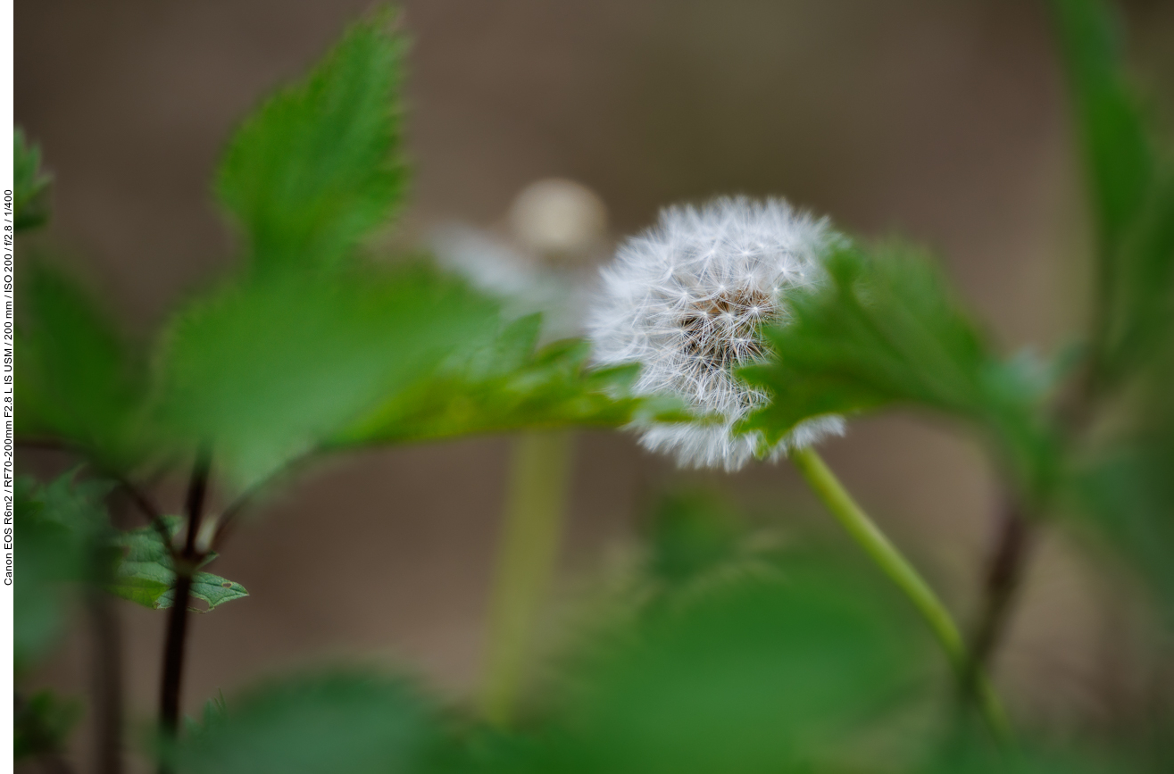 Löwenzahn [Taraxacum officinale]