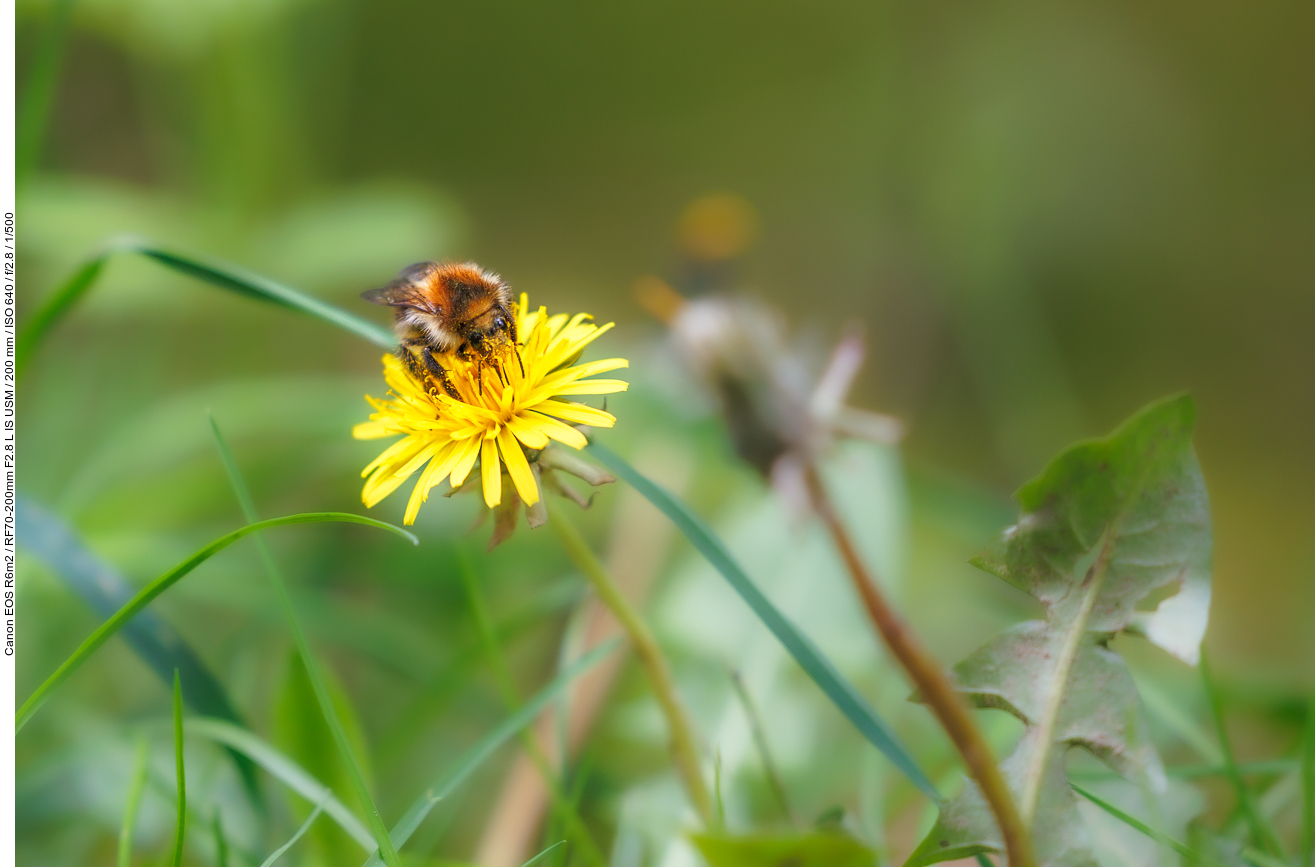 Löwenzahn [Taraxacum officinale] mit Besuch einer Hummel